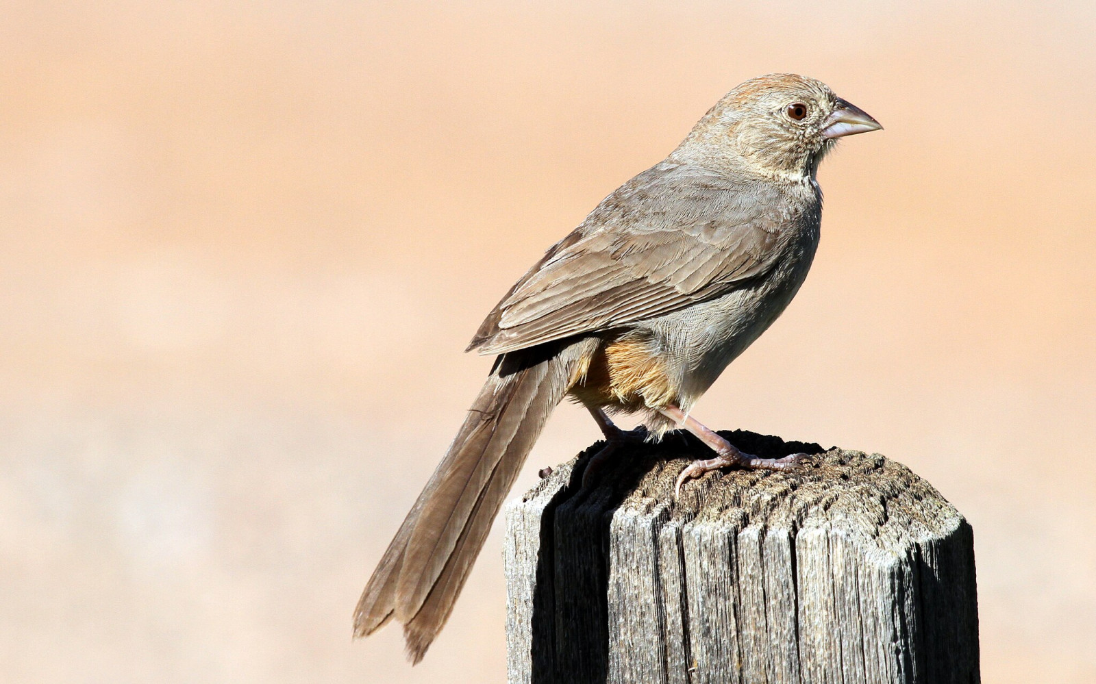 image Canyon Towhee